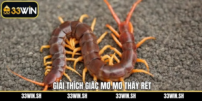 Giải đáp đơn giản về việc chiêm bao gặp rết