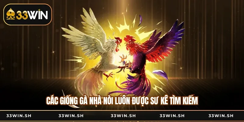 Các giống gà nhà nòi luôn được sư kê tìm kiếm