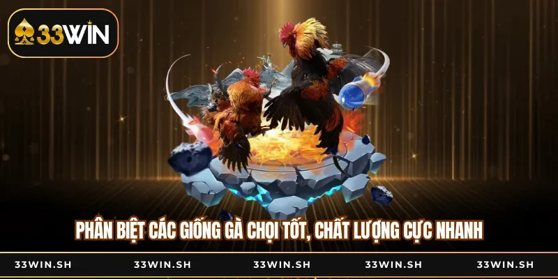 Phân Biệt Các Giống Gà Chọi Tốt, Chất Lượng Cực Nhanh
