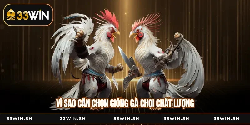 Vì sao cần chọn giống gà chọi chất lượng