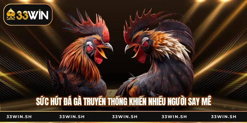 Sức Hút Đá Gà Truyền Thống Khiến Nhiều Người Say Mê